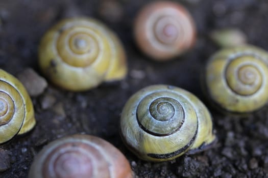 different snail houses