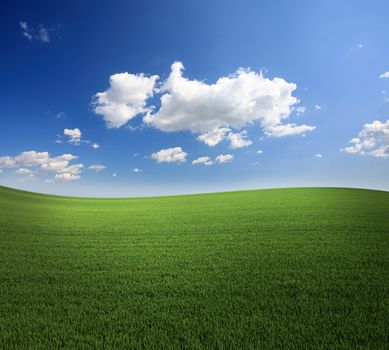 Lush green grass and a cool blue sky