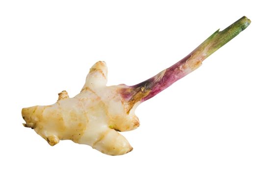  fresh ginger root on white background .
