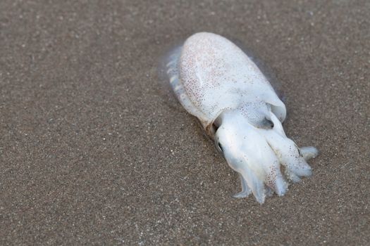 Squid is lying dead on the beach in the morning.