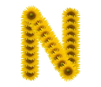 alphabet N, sunflower isolated on white background