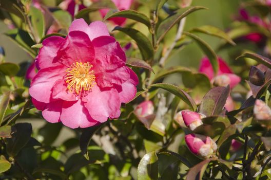 Pink flower of a japanese Camellia, Camellia japonica on a tree in autumn