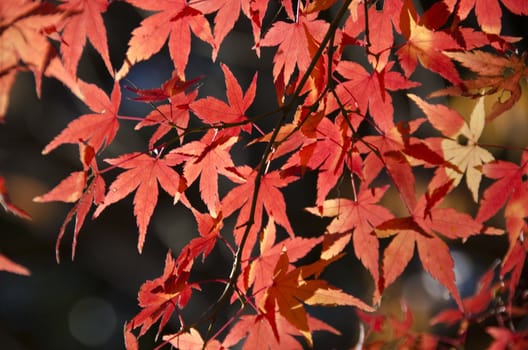 Red and yellow leaves of the japanese maple, acer palmatum, in autumn