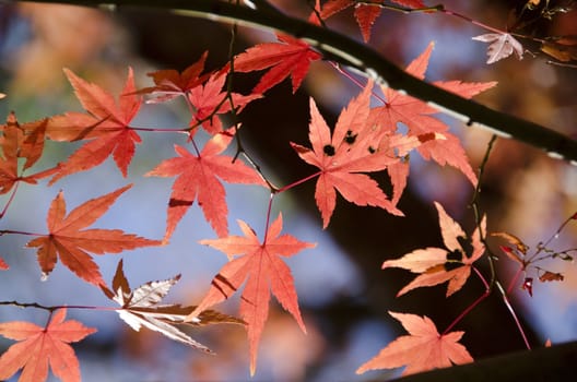 Red and yellow leaves of the japanese maple, acer palmatum, in autumn