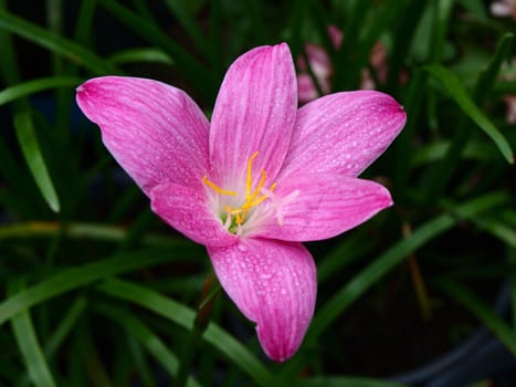 Leek-shaped orchid,Scientific name is called "Zephyranthes grandiflora"