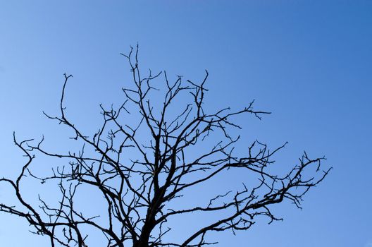 Dry tree branches on background of blue sky.