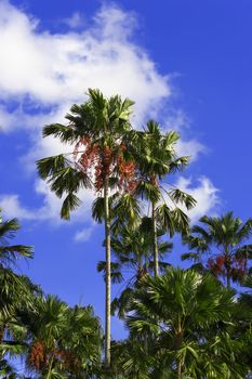 Palm tree. Nong Nooch Garden, Pattaya.