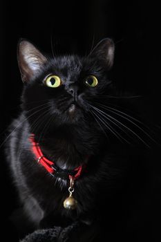 Black cat with green eyes on black background