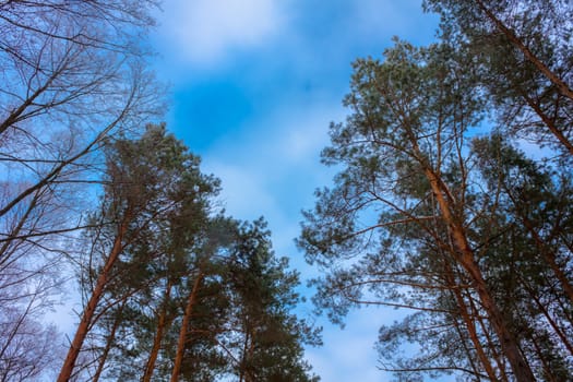 Crones Of Trees Pines. Winter Forest