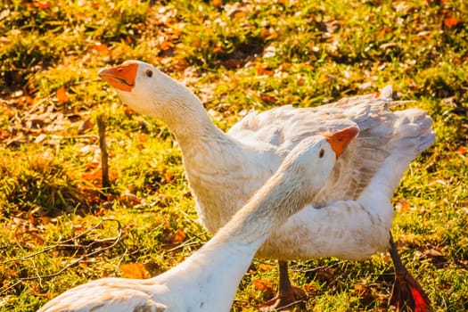 Geese On Green Grass