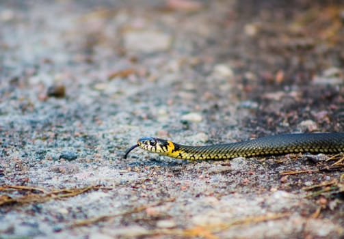 Macro Of A Grass Snake In The Nature