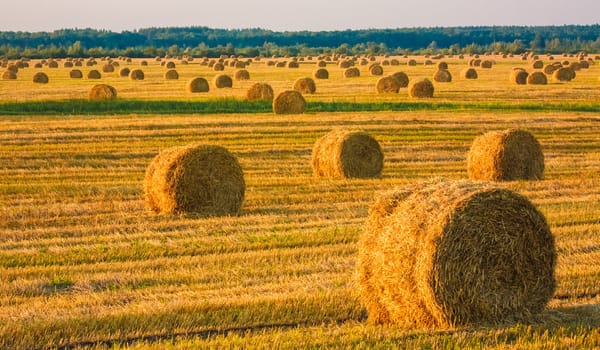 Perfect Harvest Landscape With Straw Bales