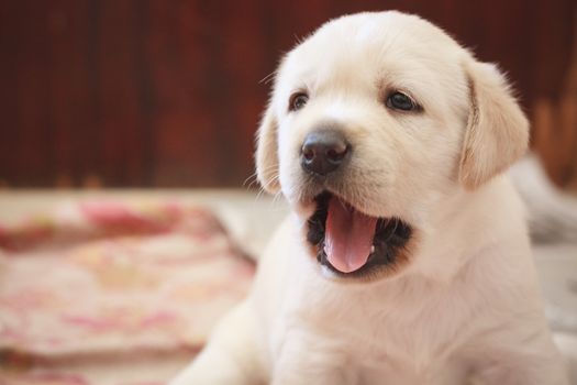 Golden Retriever Puppy Of 7 Weeks Old