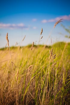 Field Of Grass On Summer Day