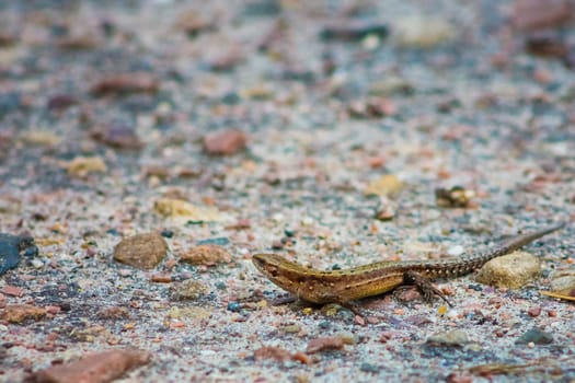 Portrait Of Brown  Lizard On Stone