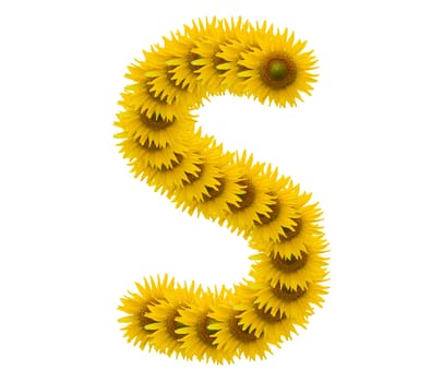 alphabet S, sunflower isolated on white background