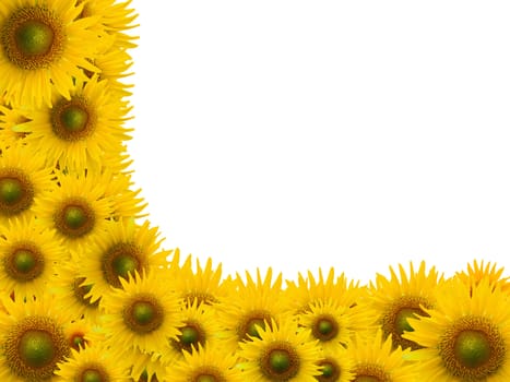 Many sunflower on white space background