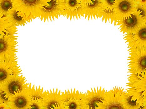 Many sunflower on white space background