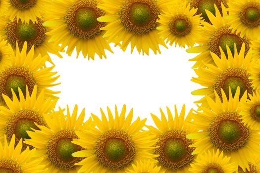 Many sunflower on white space background