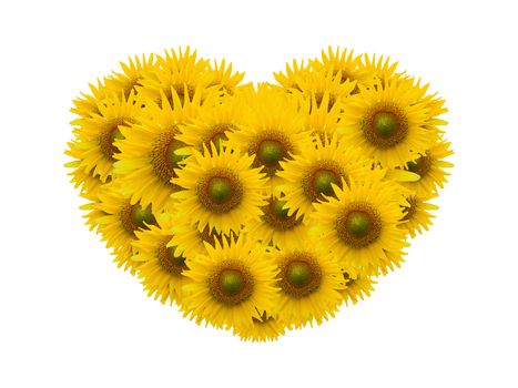  sunflower heart image isolate on white