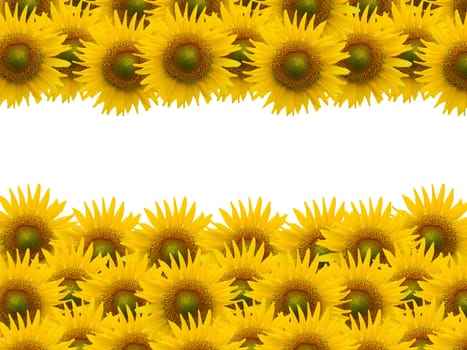 Many sunflower on white space background