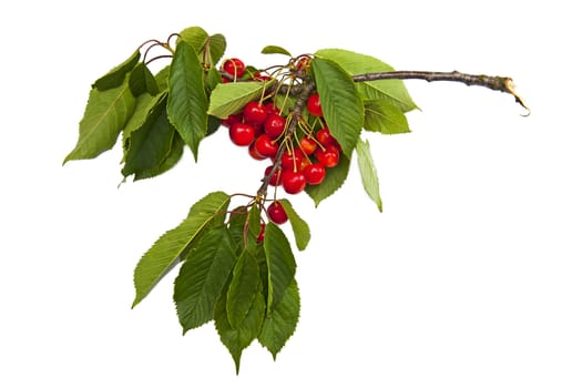 Sweet cherries isolated on the white background