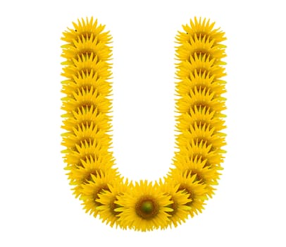 alphabet U, sunflower isolated on white background