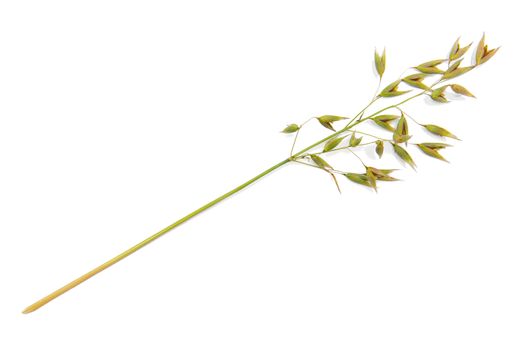 Oat isolated on the white background