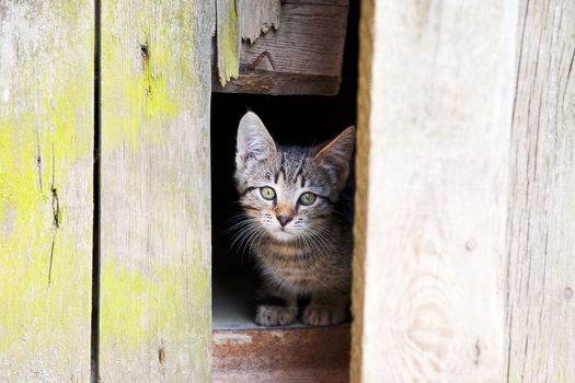 Cute baby cat in the wooden hole