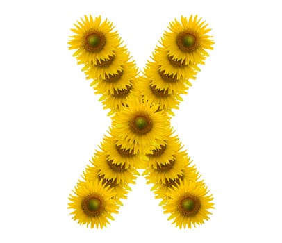 alphabet X, sunflower isolated on white background