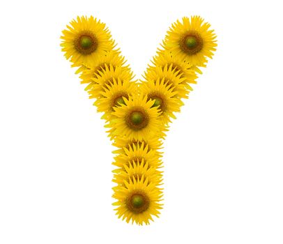 alphabet Y, sunflower isolated on white background