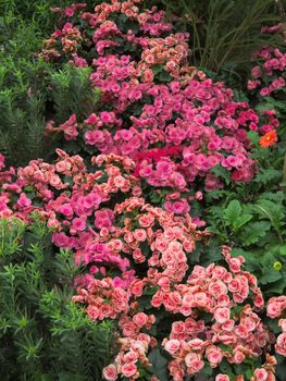 close up of garden flowers