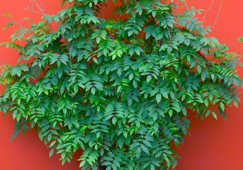 green leaves on orange wall