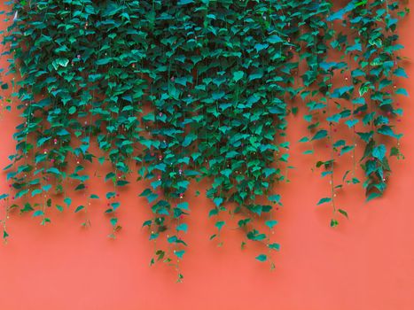 close up of green leaves on orange wall