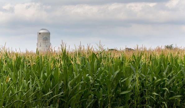Close up of corn flowers and seeds on crop with farm silo in distance