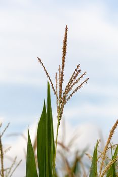 Close up of corn flowers and seeds on crop on farm
