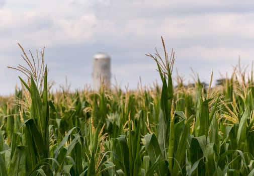 Close up of corn flowers and seeds on crop with farm silo in distance