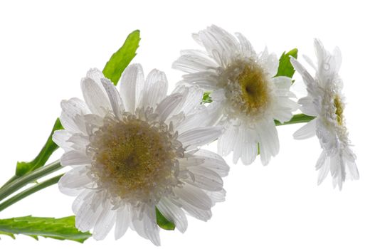 Arrangement of Three Garden Chamomiles isolated on white background against the light