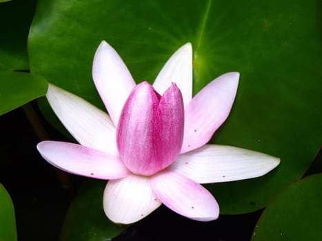 Pink water lily is blooming