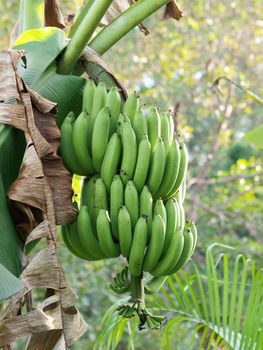 Green Bananas on a tree, Thailand.  