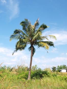 Coconut trees with blue sky and green grass in Thailand