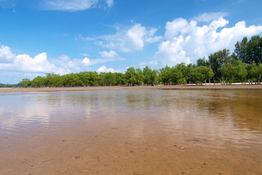 lanscape of tropical beach with mangrove tree in southern of Thailand