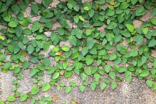 Green leaf and flower on the wall 