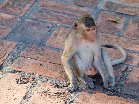 Monkey (Macaca fascicularis) at khao wang ,Petchburi Thailand