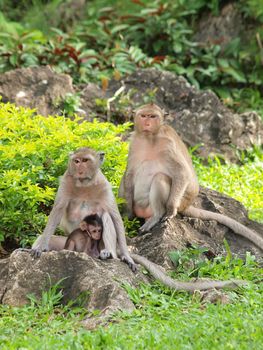 Monkey family (Macaca fascicularis) at khao wang ,Petchburi Thailand   