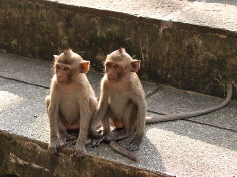 Monkey (Macaca fascicularis) at khao wang ,Petchburi Thailand   