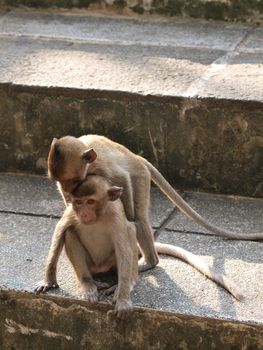 Funny Monkey  (Macaca fascicularis) at khao wang ,Petchburi Thailand   