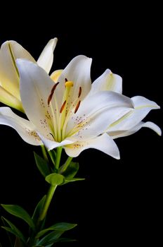 Lily flowers closeup on black background.