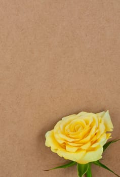 Yellow rose against a background of rough paper with place for text.