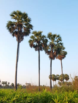 Sugar palm tree in rice field